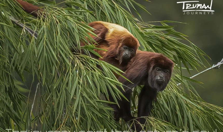 La Ruta de los primates de Colombia