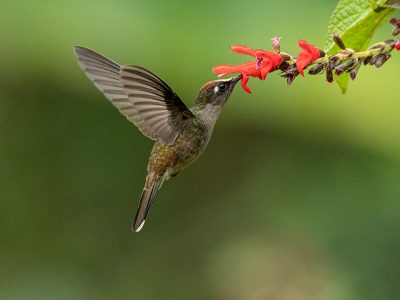 anthocephala_berlepschi_3