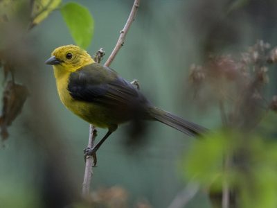 atlapetes_flaviceps_1-1