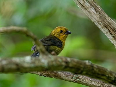 atlapetes_flaviceps_3