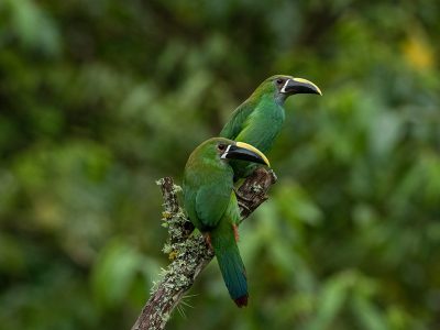 aulacorhynchus_albivitta_7