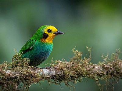 chlorochrysa_nitidisima_1