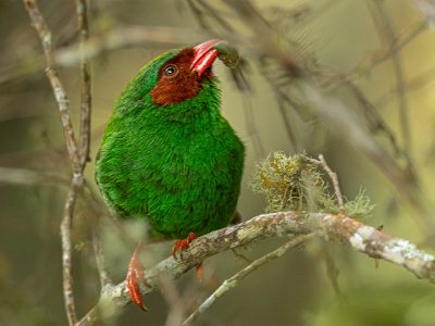 chlorornis_riefferii_2