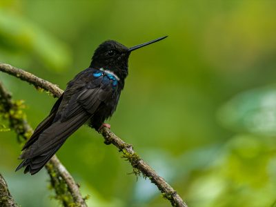 coeligena_prunellei_1