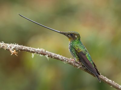 ensifera_ensifera_2-(1)