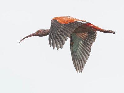 eudocimus_ruber_4