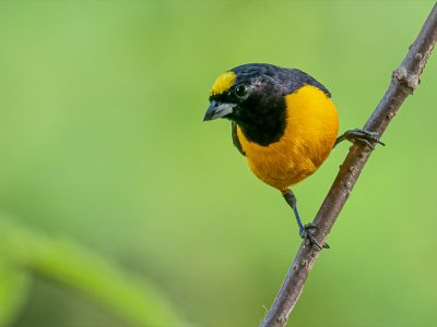 euphonia_concinna_3