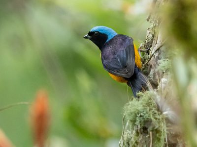 euphonia_cyanocephala_1_1