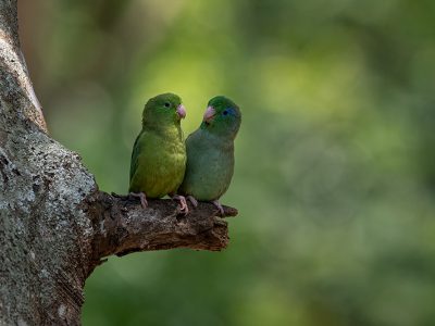 forpus_conspicillatus_2