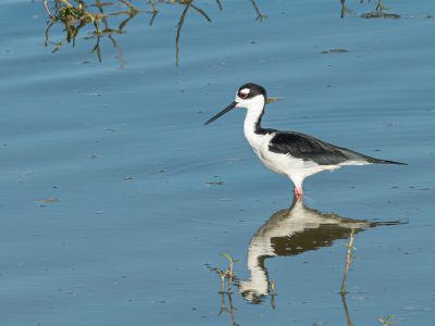 himantopus_mexicanus_1