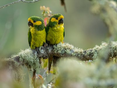 ognorhynchus_icterotis_1