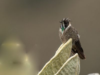 oxypogon_guerinii_2