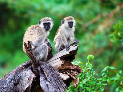 Lago Manyara
