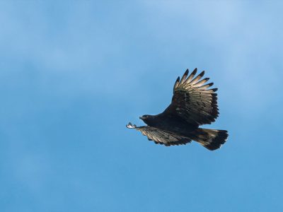 spizaetus_isidori_4